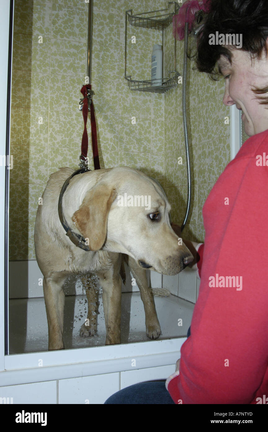 Labrador Retriever (Canis lupus f. familiaris), dog gets a shower Stock Photo