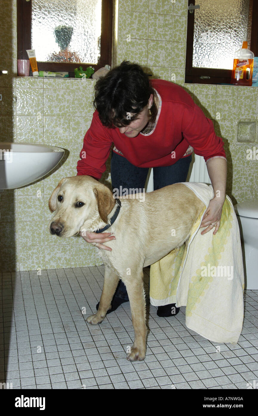 Labrador Retriever (Canis lupus f. familiaris), dog gets dried Stock Photo