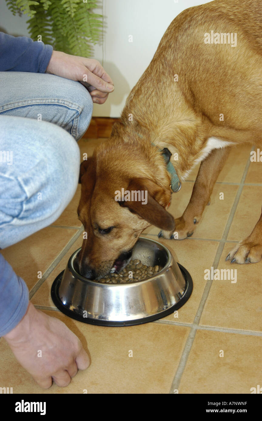domestic dog (Canis lupus f. familiaris), dog gets something to eat Stock Photo