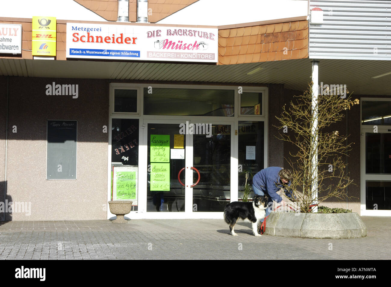 domestic dog (Canis lupus f. familiaris), dog gets leashed in front of a shop Stock Photo