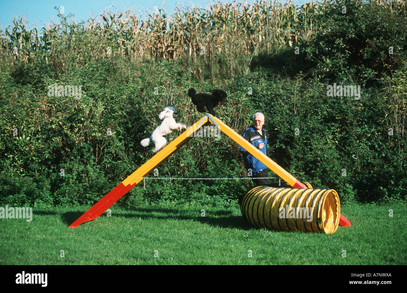Poodle canis lupus f familiaris hi-res stock photography and images - Alamy