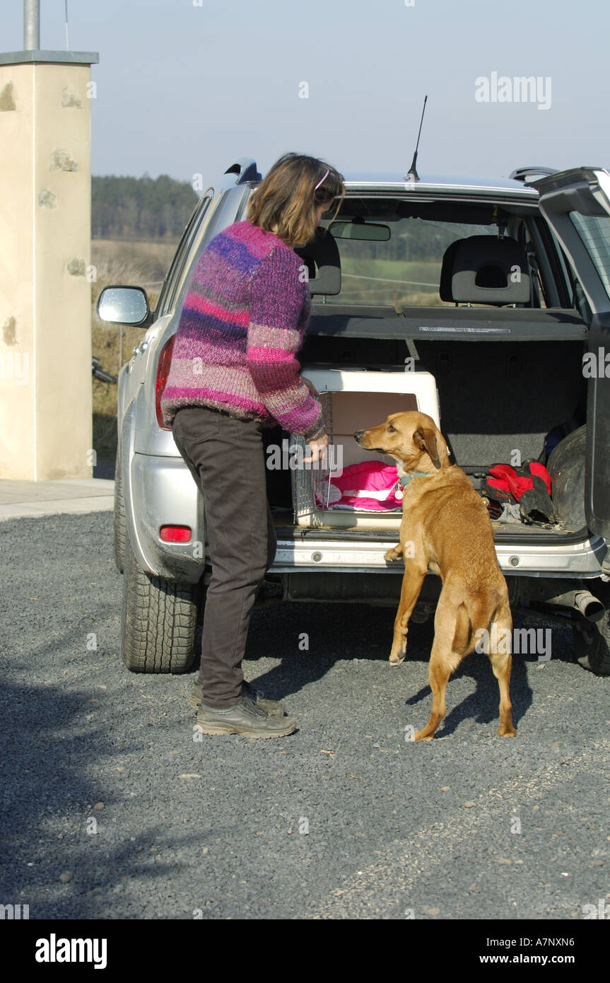 domestic dog (Canis lupus f. familiaris), dogs stands in front of car boot Stock Photo