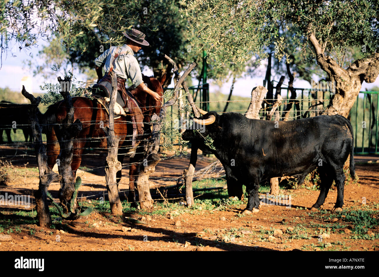 Bull farm andalusia hi-res stock photography and images - Alamy