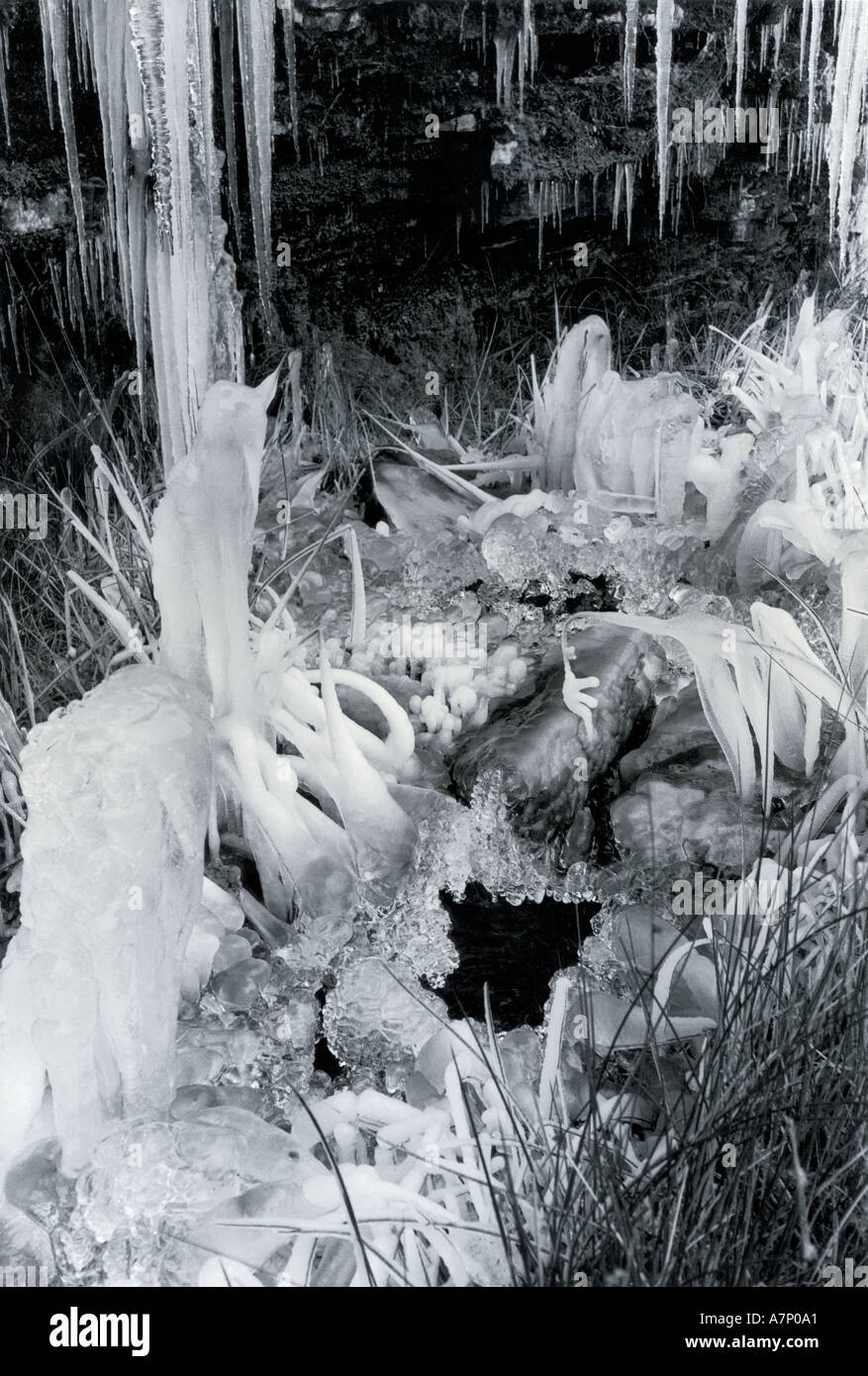 Ice garden ice on grasses and overhanging icicles Heathery burn Northumberland UK Stock Photo