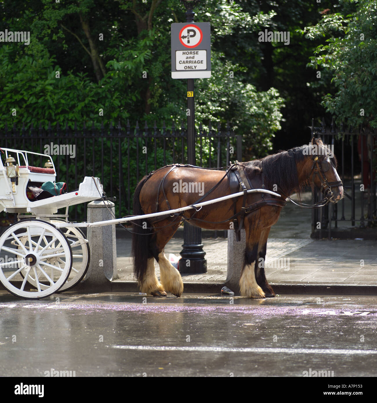 Horse and Buggy Dublin Ireland Stock Photo Alamy