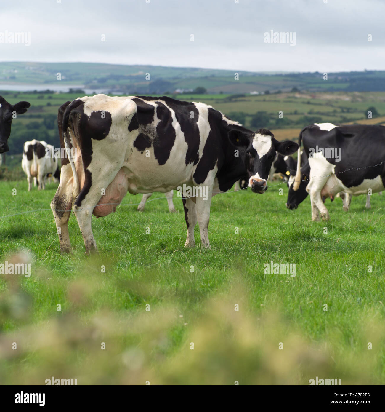 Group of holsteins hires stock photography and images Alamy