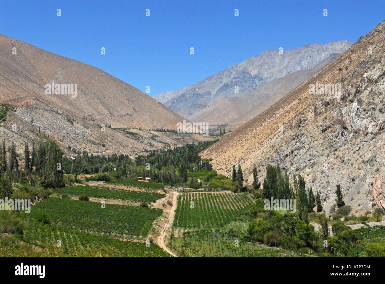 Valley elqui Chile vineyards Stock Photo