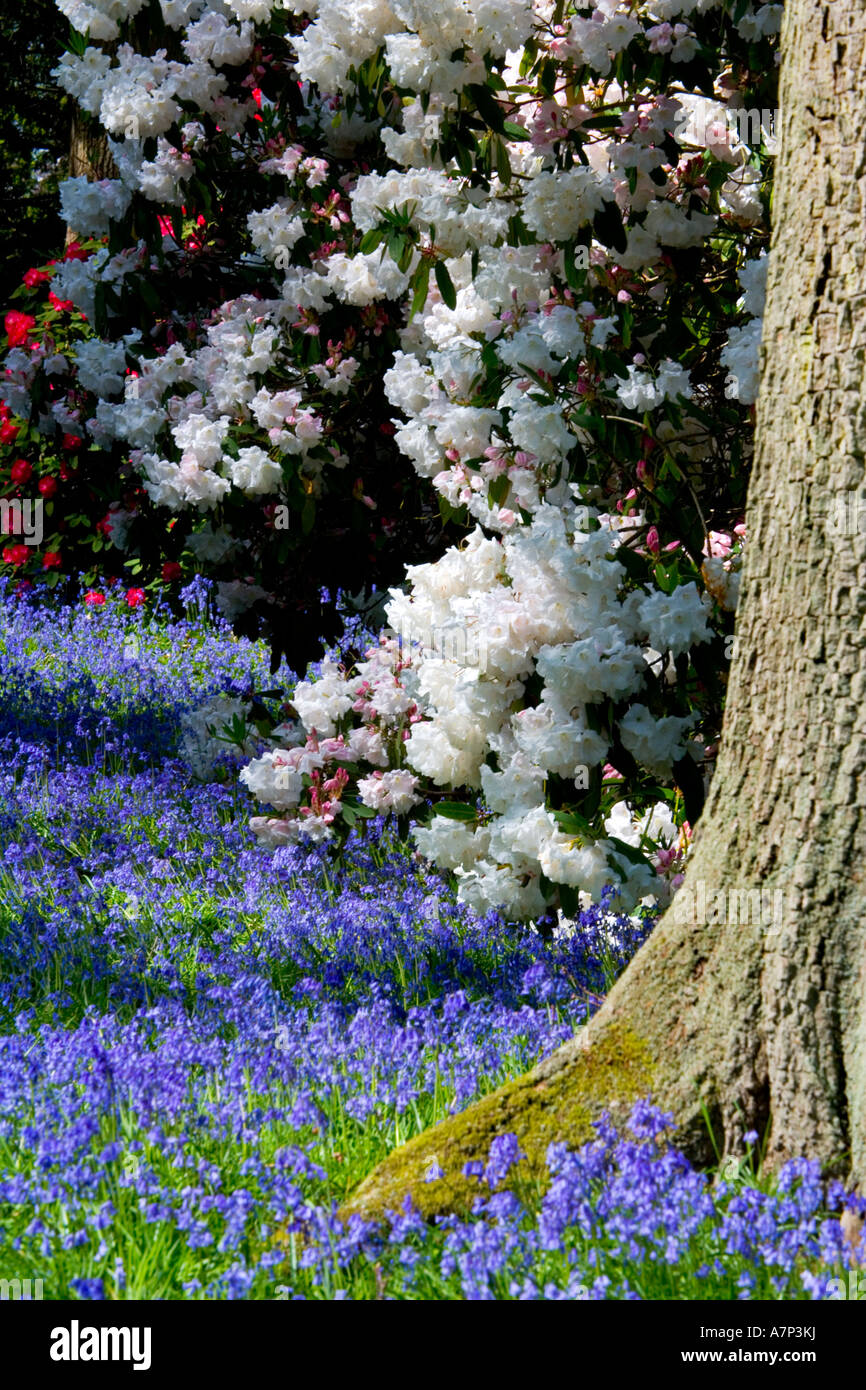 White rhododendron and bluebells at Bowood House Rhododendron Walks, Wiltshire, England, UK Stock Photo