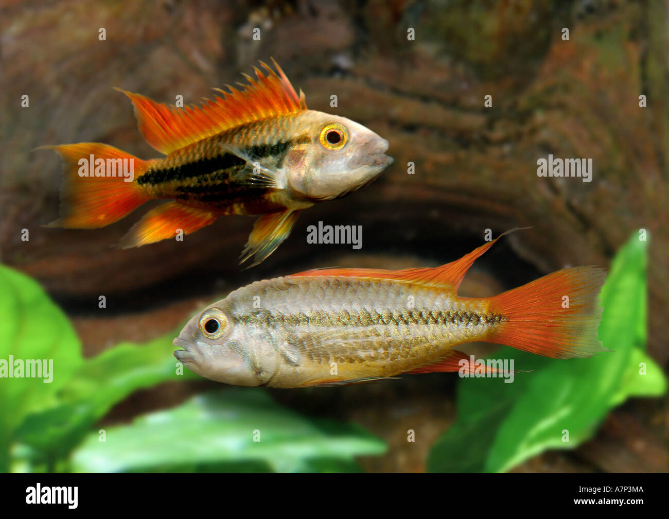 Cockatoo dwarf cichli (Apistogramma cacatuoides ), two animals swimming one upon each other Stock Photo