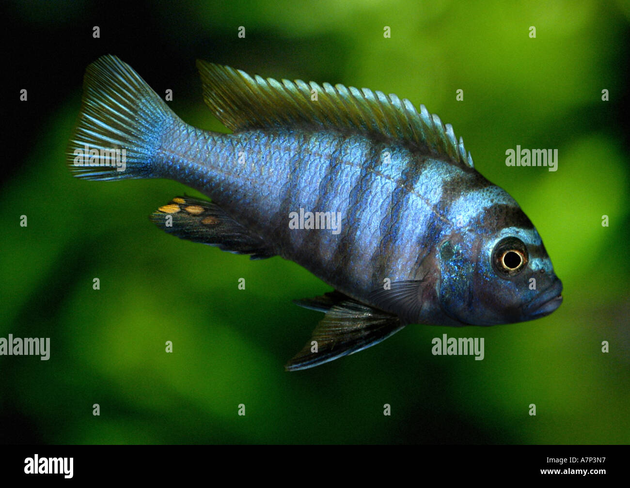 Pseudotropheus zebra hi-res stock photography and images - Alamy