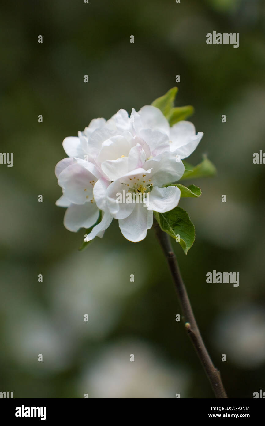 Apple Tree in Flower England United Kingdom Stock Photo