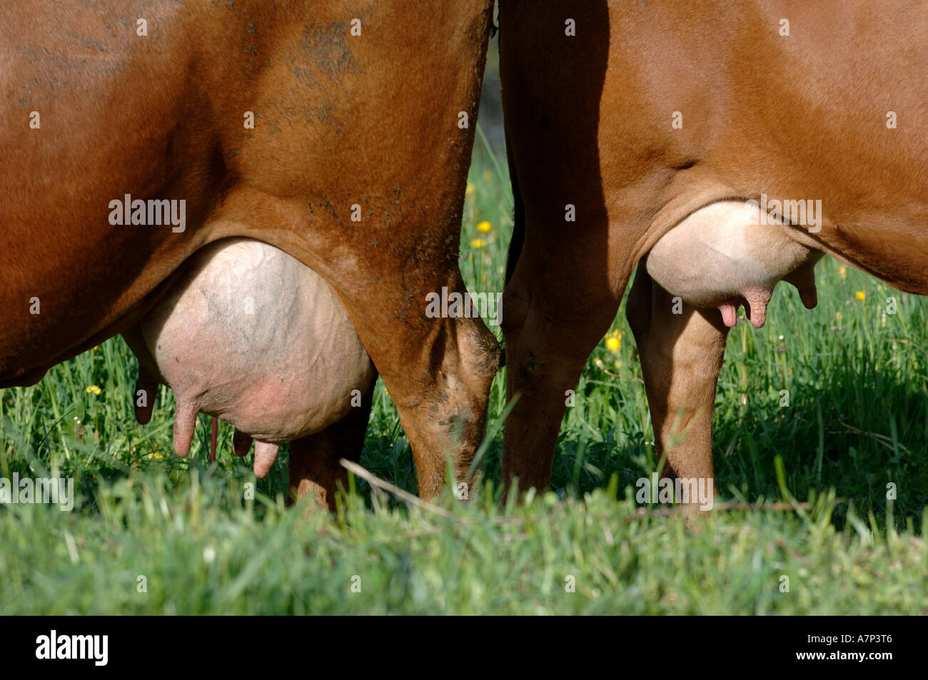 Full udders hires stock photography and images Alamy