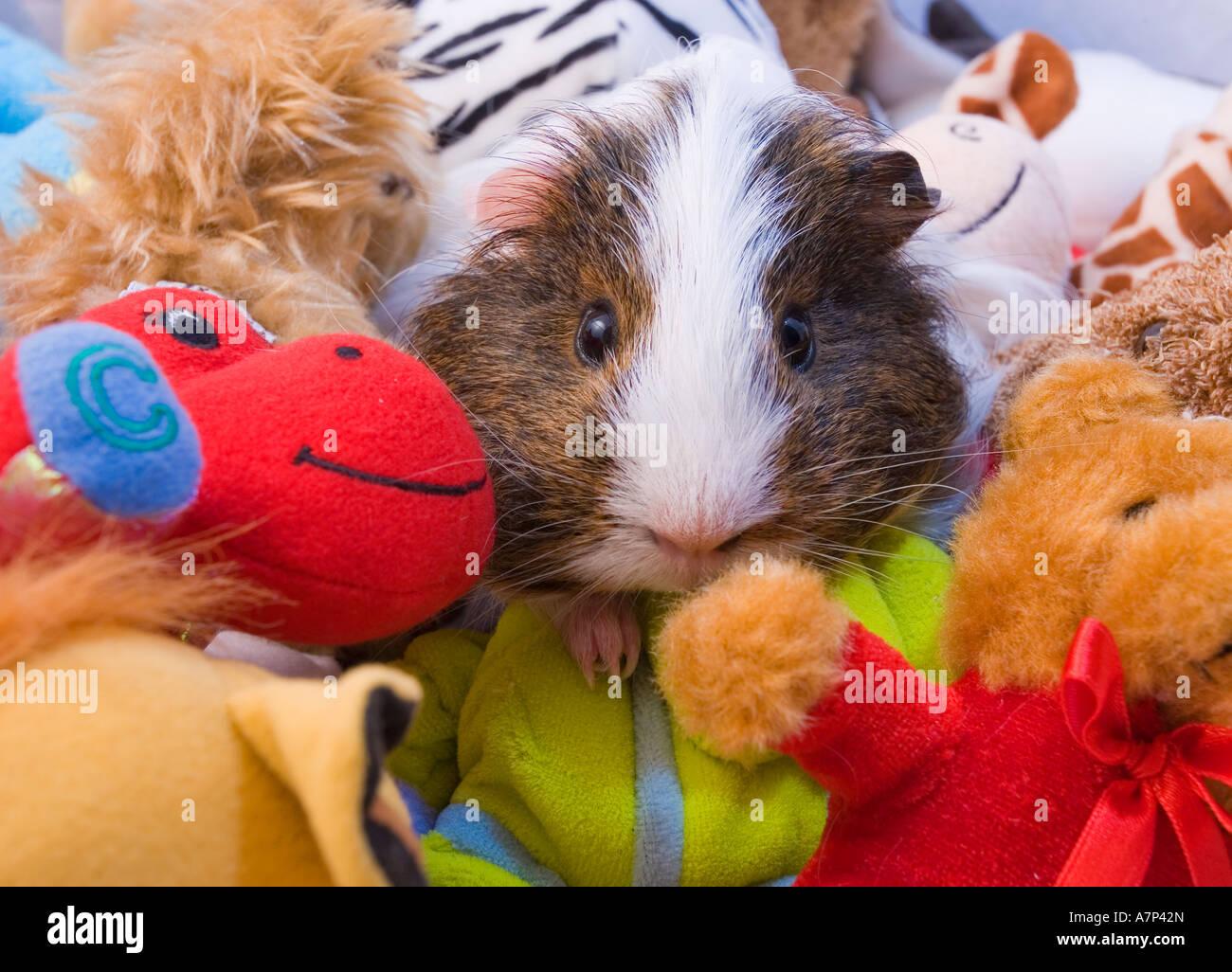 Guinea Pig Amongst childrens funny toys Stock Photo