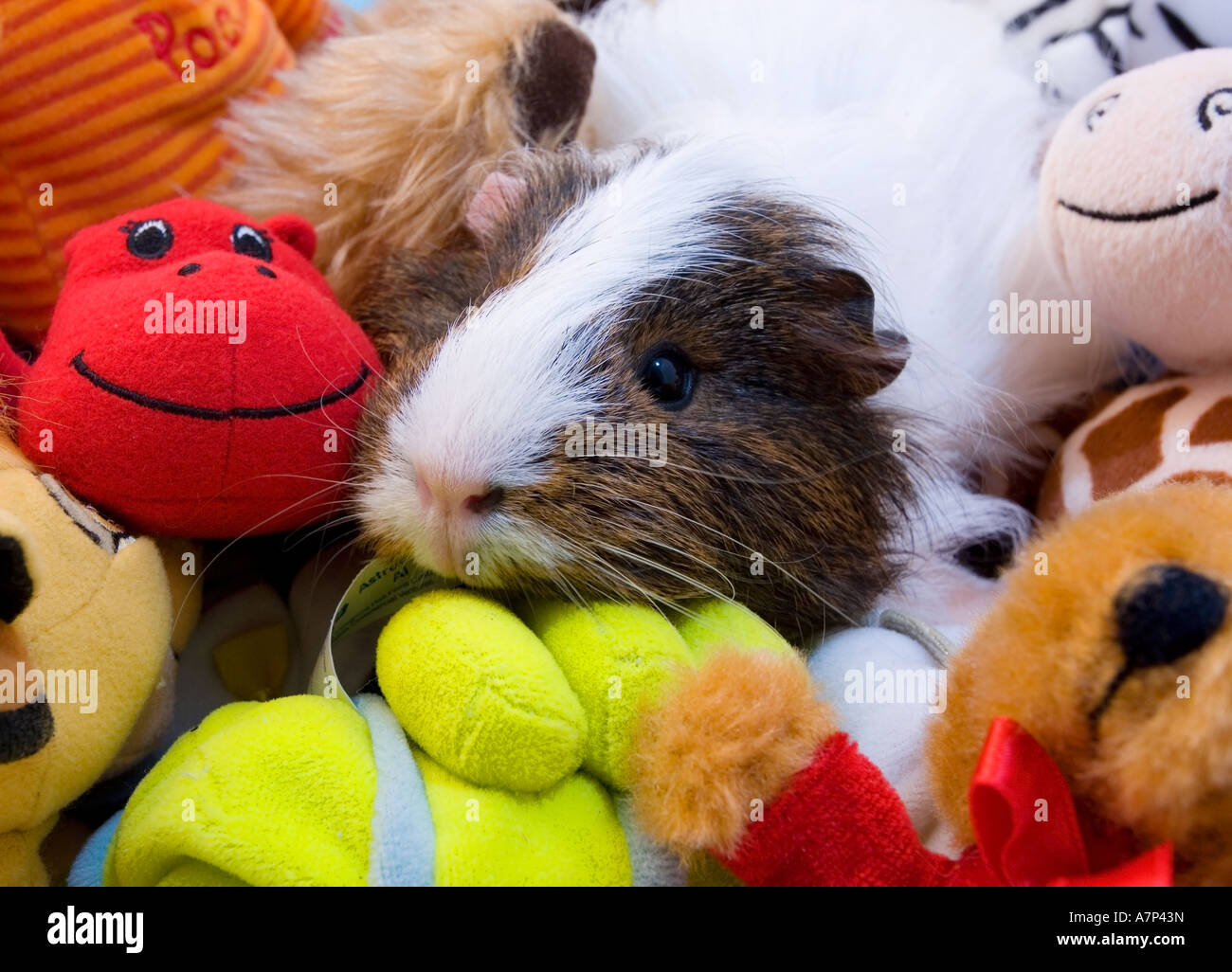 Guinea Pig Amongst childrens funny toys Stock Photo