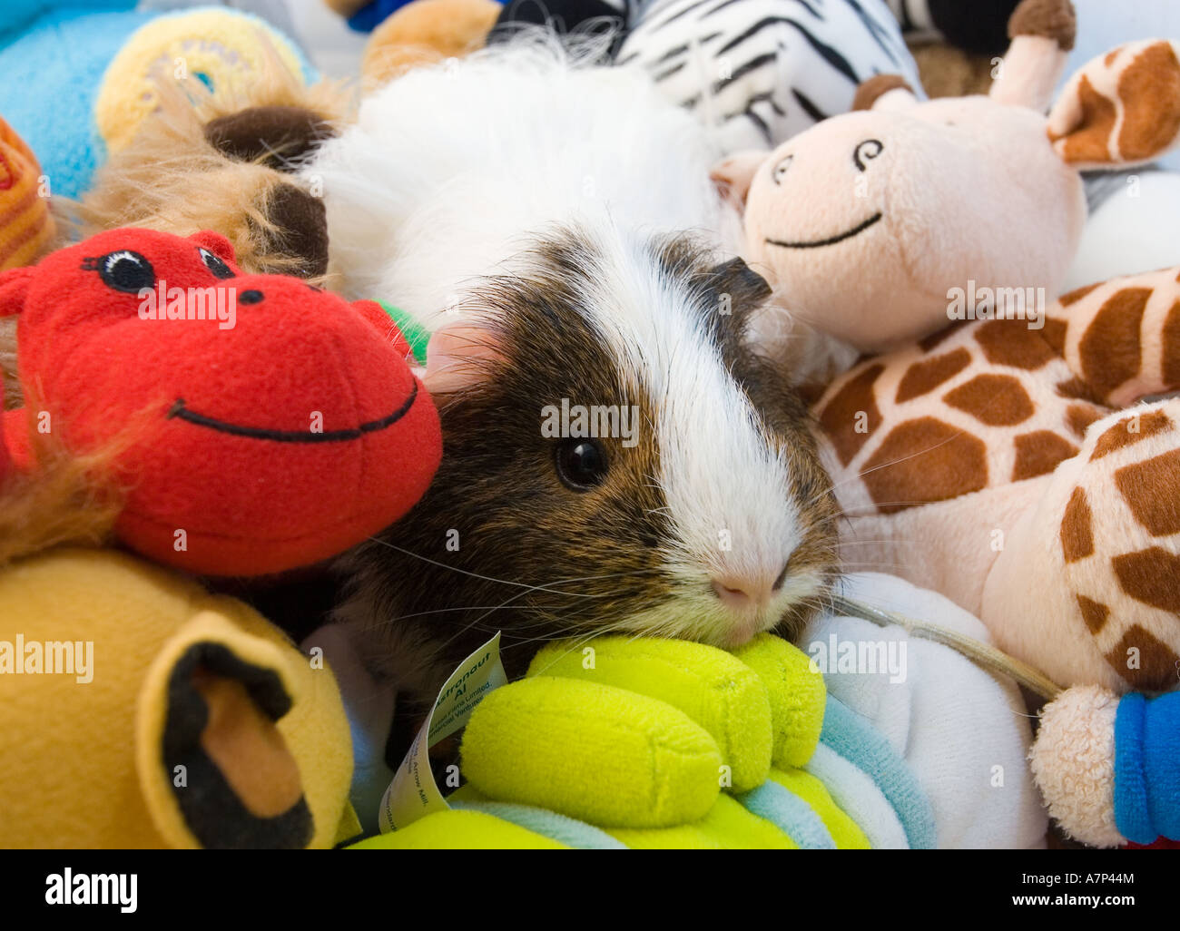 Guinea Pig Amongst children's toys funny Stock Photo