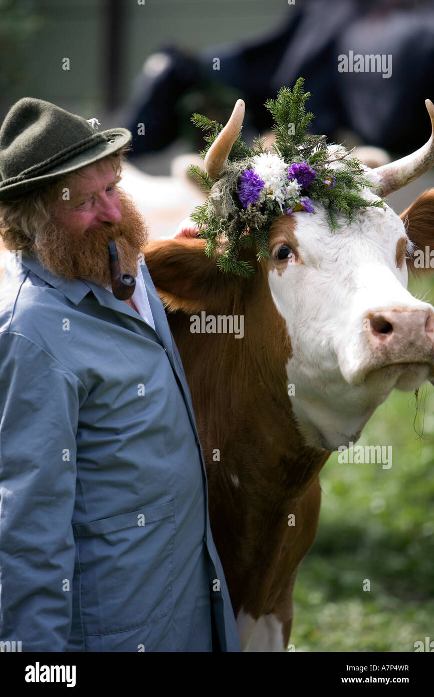 Cow procession, Lauterbrunnen, Berner Oberland, Switzerland Stock Photo