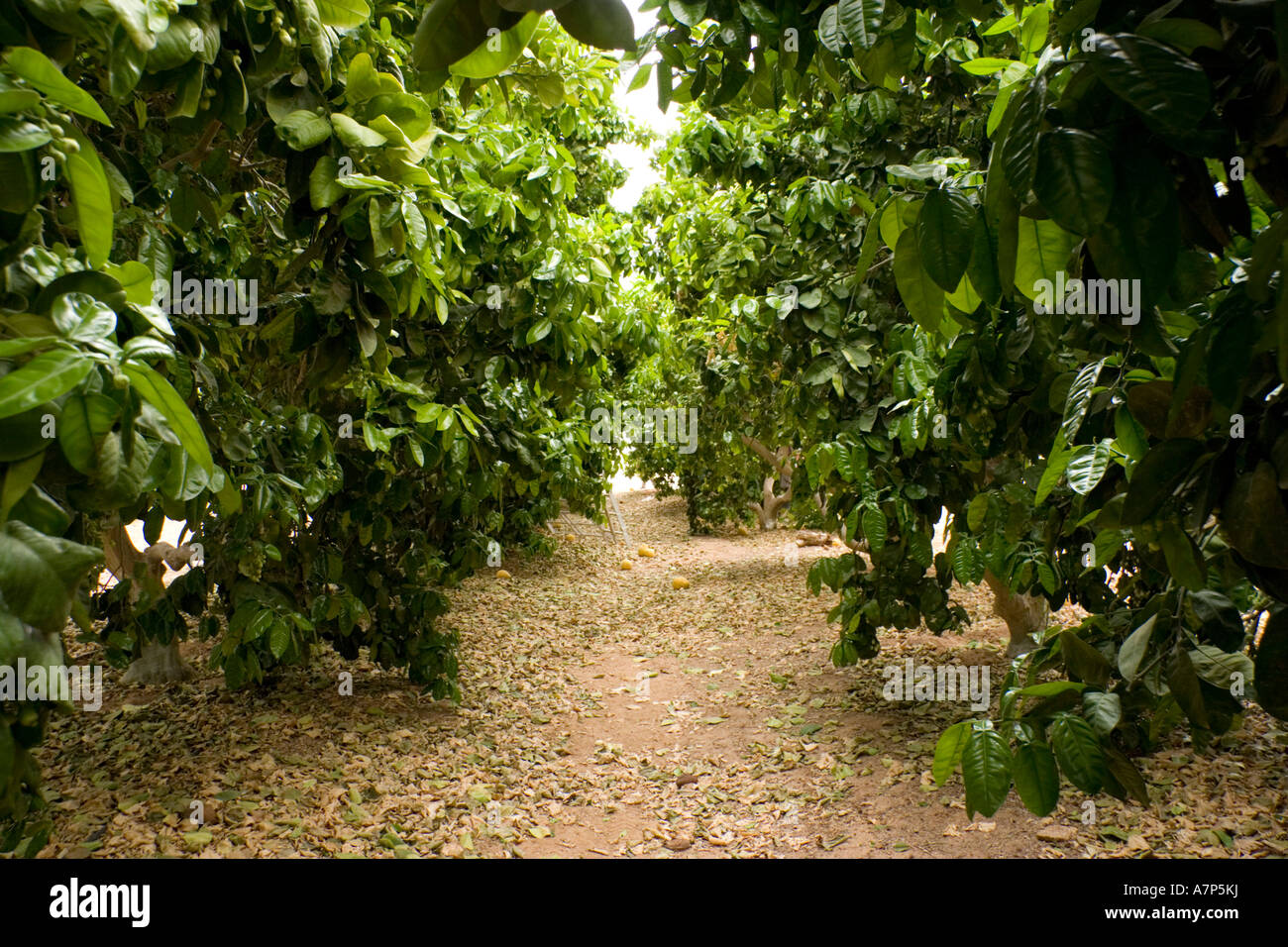 pomelo trees in kibbutz orchard israel Stock Photo Alamy
