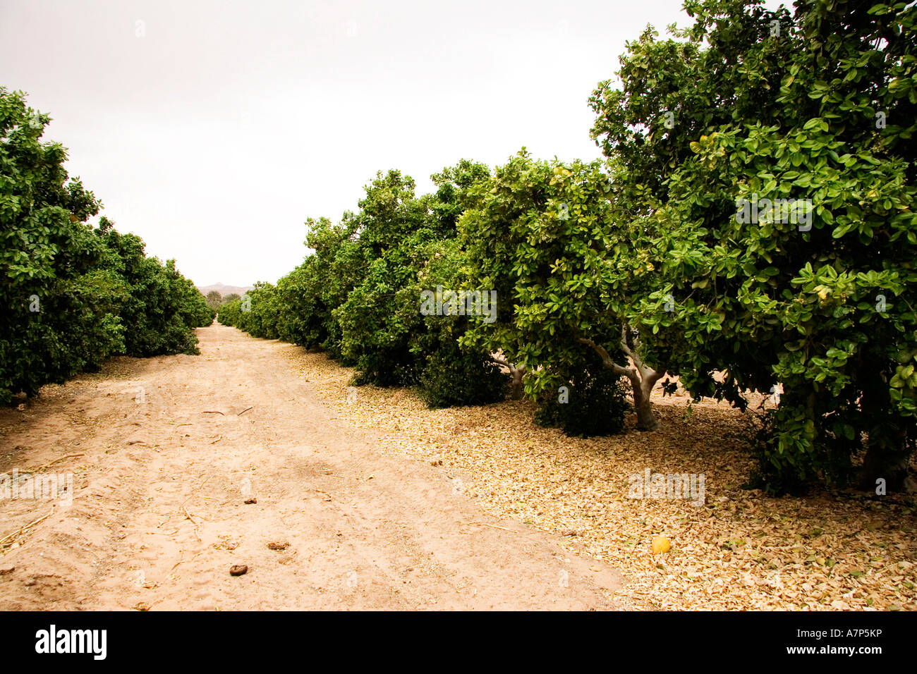 pomelo trees in kibbutz orchard israel Stock Photo Alamy