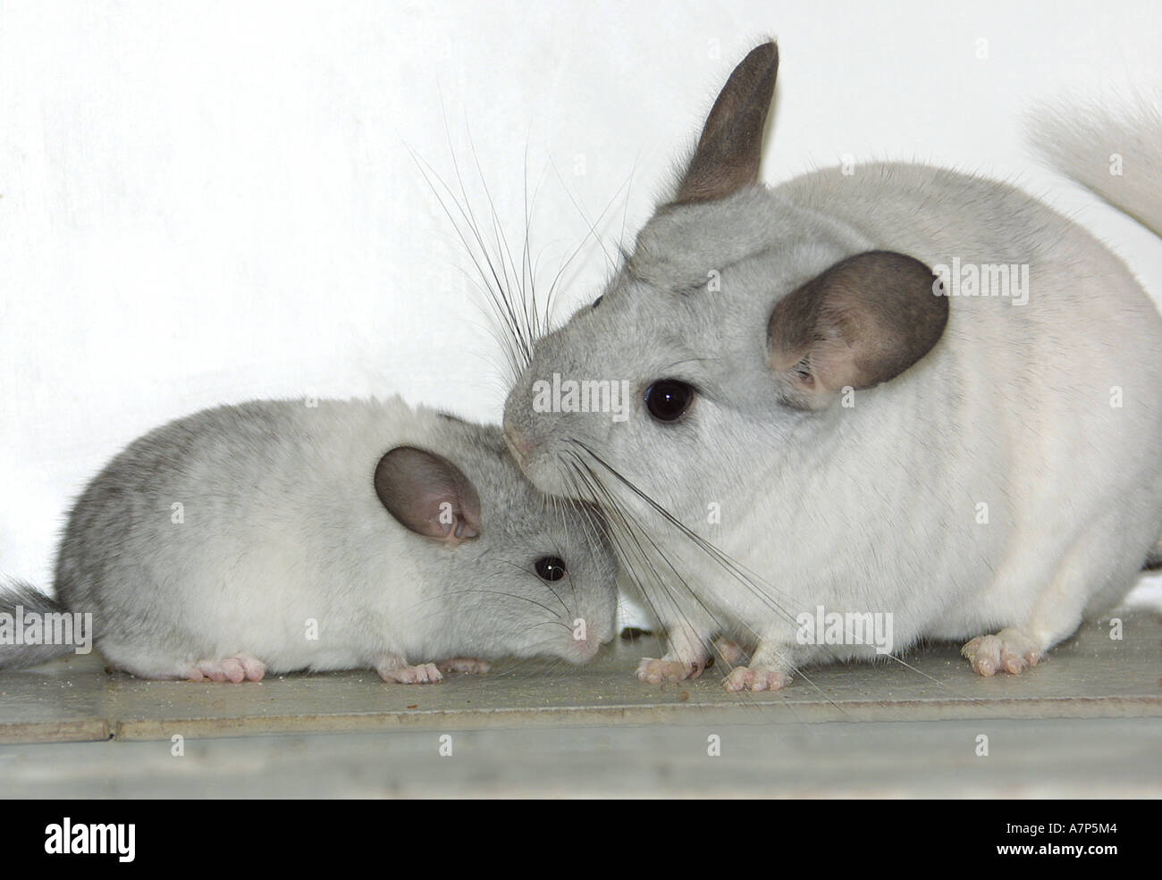 Chinchilla Aquarelle Rodent All Images C By Katheleen Lemaire Banzaii Photography You Ma Cute Animals Animals Beautiful Interesting Animals