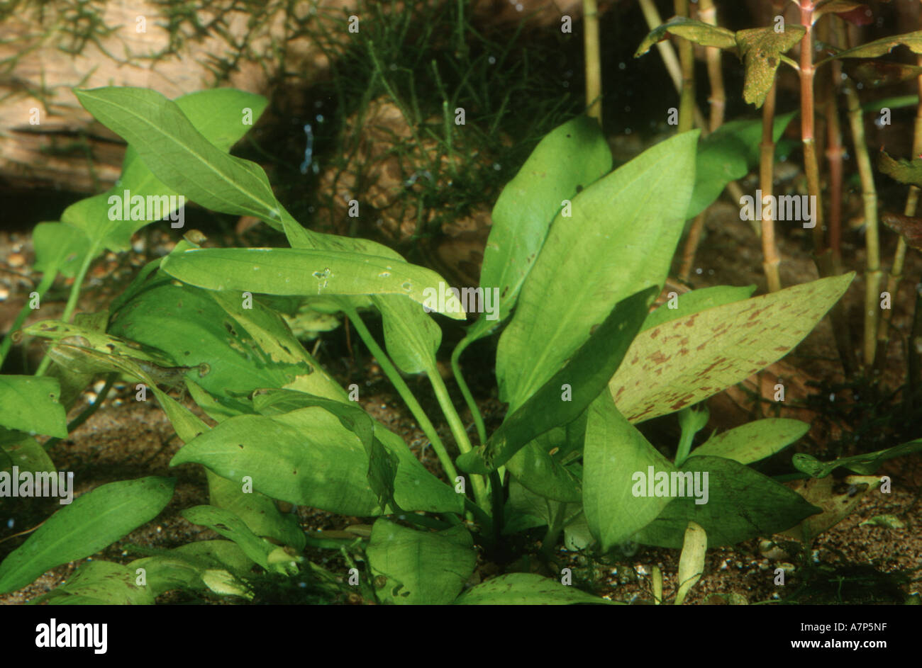 in fish tank Echinodorus opacus Stock Photo