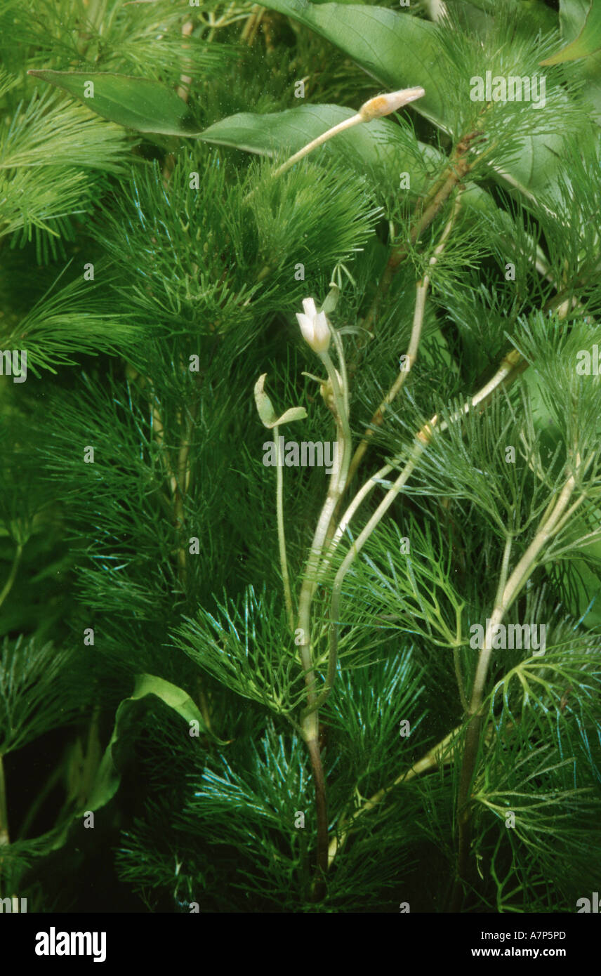 Carolinafanwort cabomba caroliniana hi-res stock photography and images