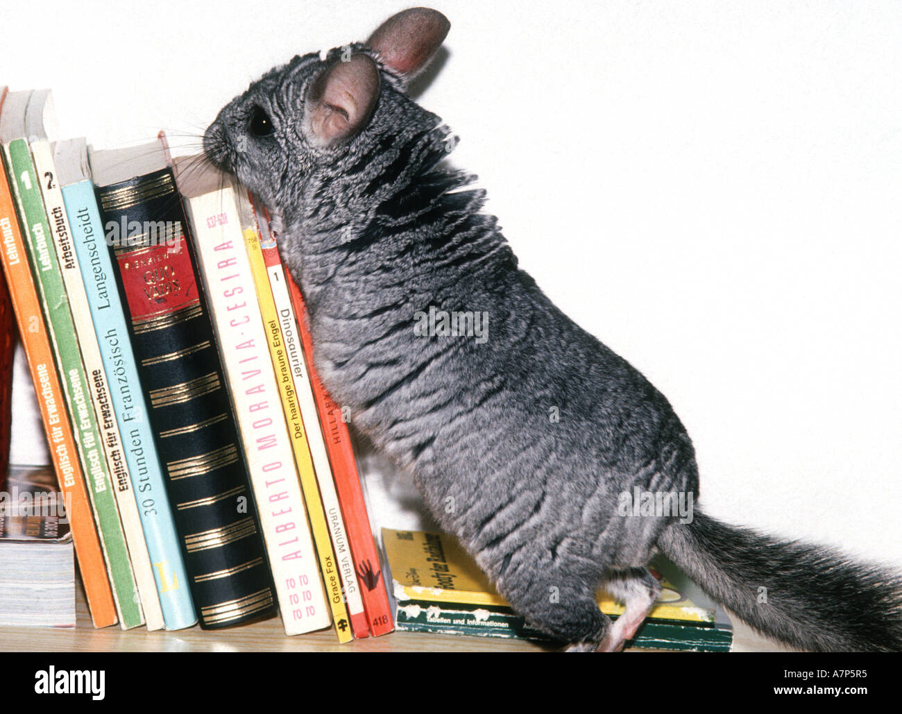 long-tailed chinchilla (Chinchilla lanigera), Chinchilla on bookshelf Stock Photo