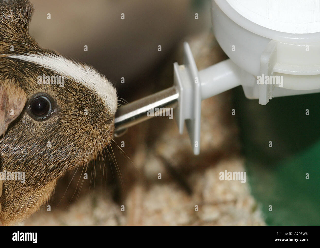View of domestic Guinea pig (Cavia aperea f. porcellus), guinea pig drinking ...