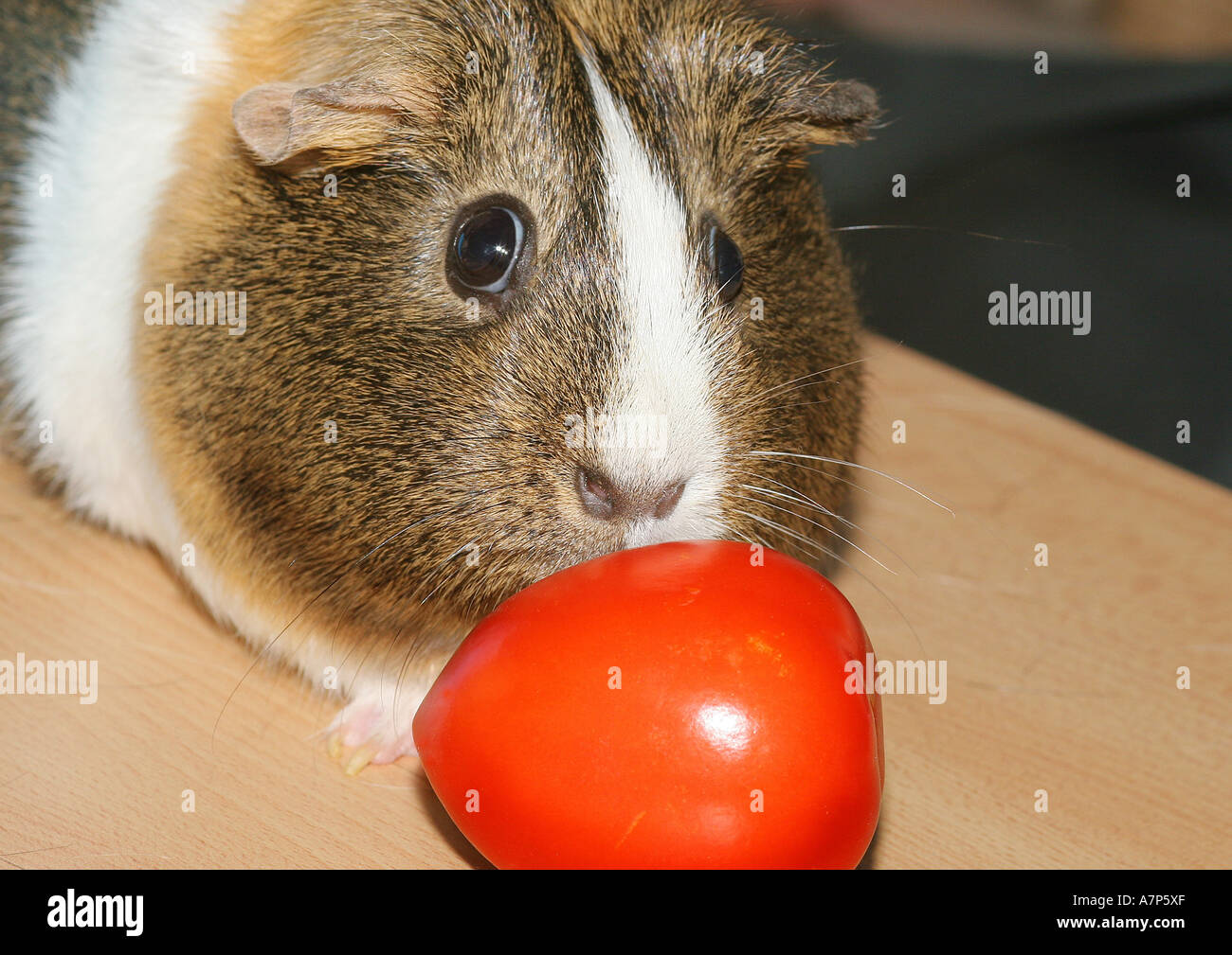 English Guinea pig (Cavia aperea f. porcellus), guinea pig eating a