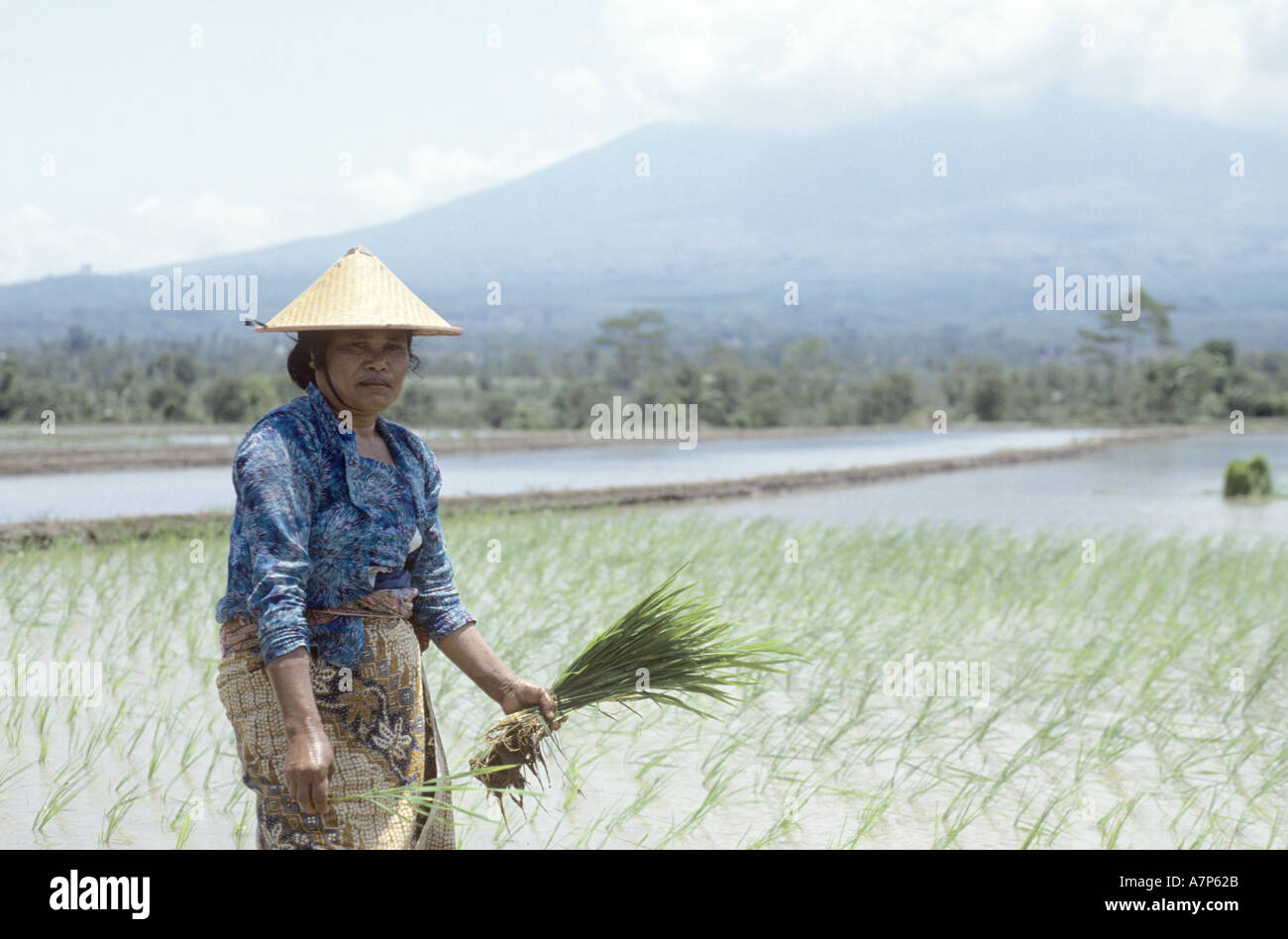 Rice planter Java Stock Photo - Alamy