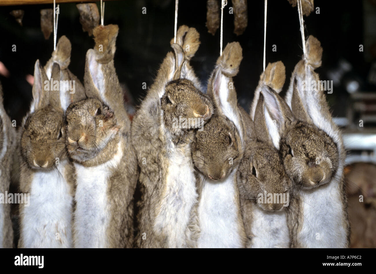 Shooting rabbits hires stock photography and images Alamy
