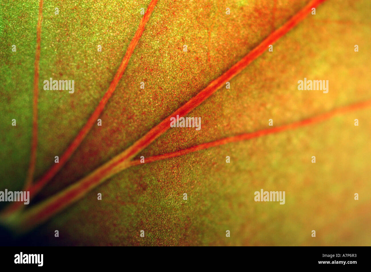 iron cross (Begonia masoniana), structure of the back of a leaf, Germany Stock Photo