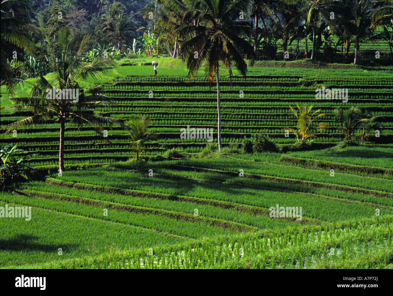 Rice field, Bali, Indonesia Stock Photo - Alamy