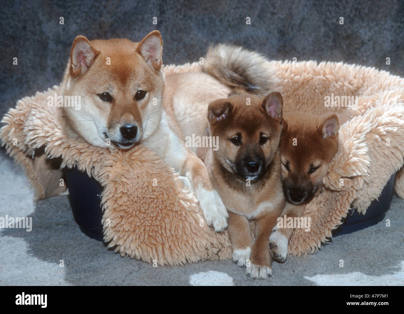 hokkaido ken (Canis lupus f. familiaris), mother with puppies in basket Stock Photo