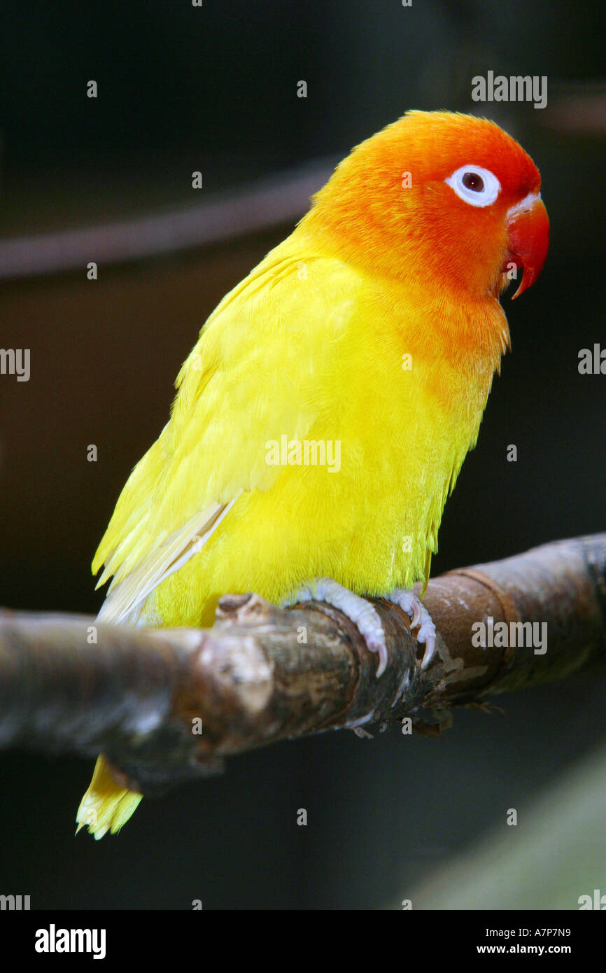 Fischer's lovebird (Agapornis fischeri), sitting on branch Stock Photo