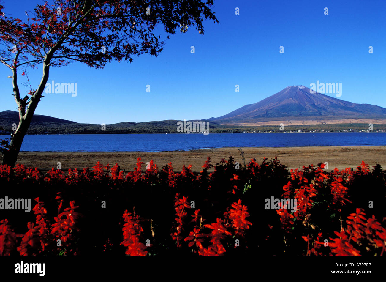 Japan, Honshu Island, Chubu region, Mount Fuji (12, 389 ft) in front of Lake Yamanakako Stock Photo
