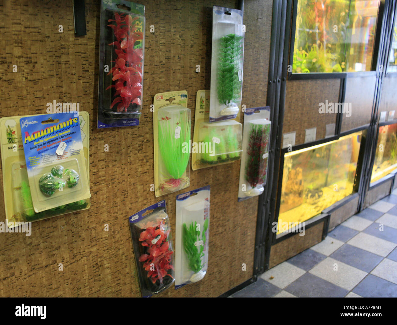 plastic plant and fishes in fish tank Stock Photo Alamy