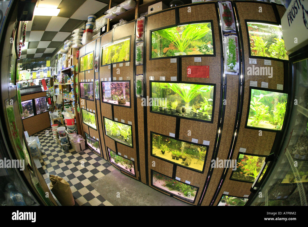 indoor view of a pet shop with fish tanks Stock Photo