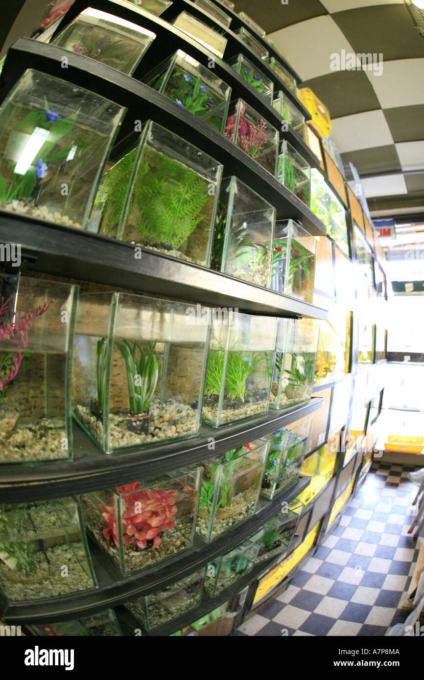indoor view of a pet shop with fish tanks Stock Photo - Alamy