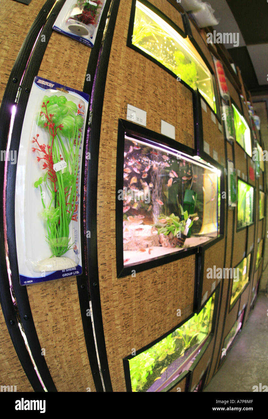 Pet store fish tanks hires stock photography and images Alamy