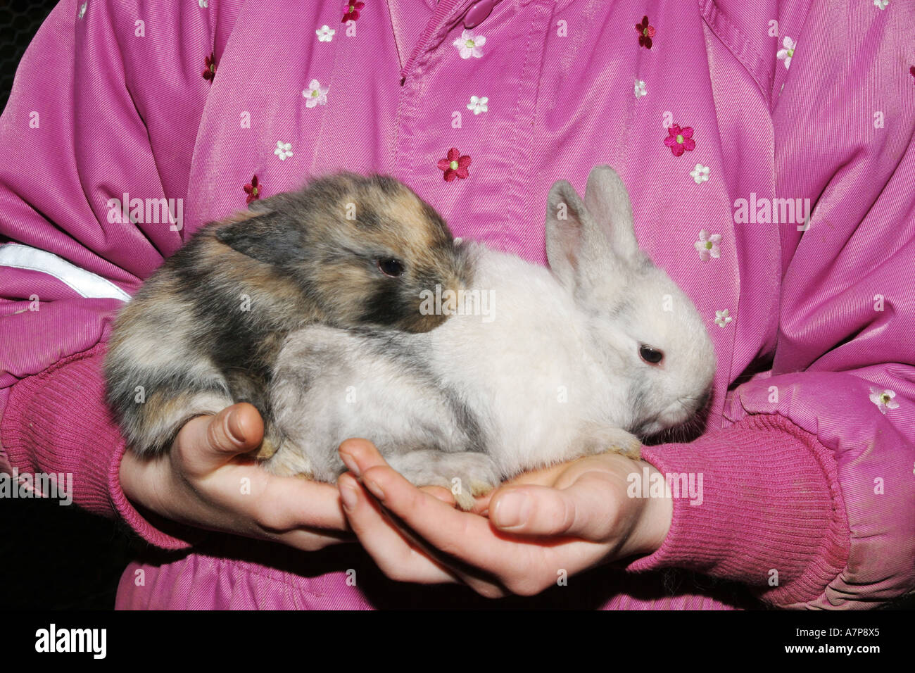 baby rabbit on human hand Stock Photo Alamy