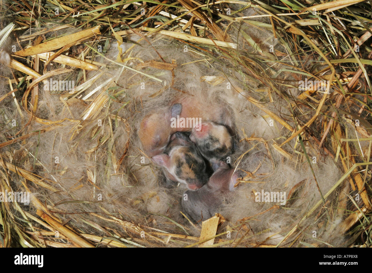 baby rabbits in nest Stock Photo