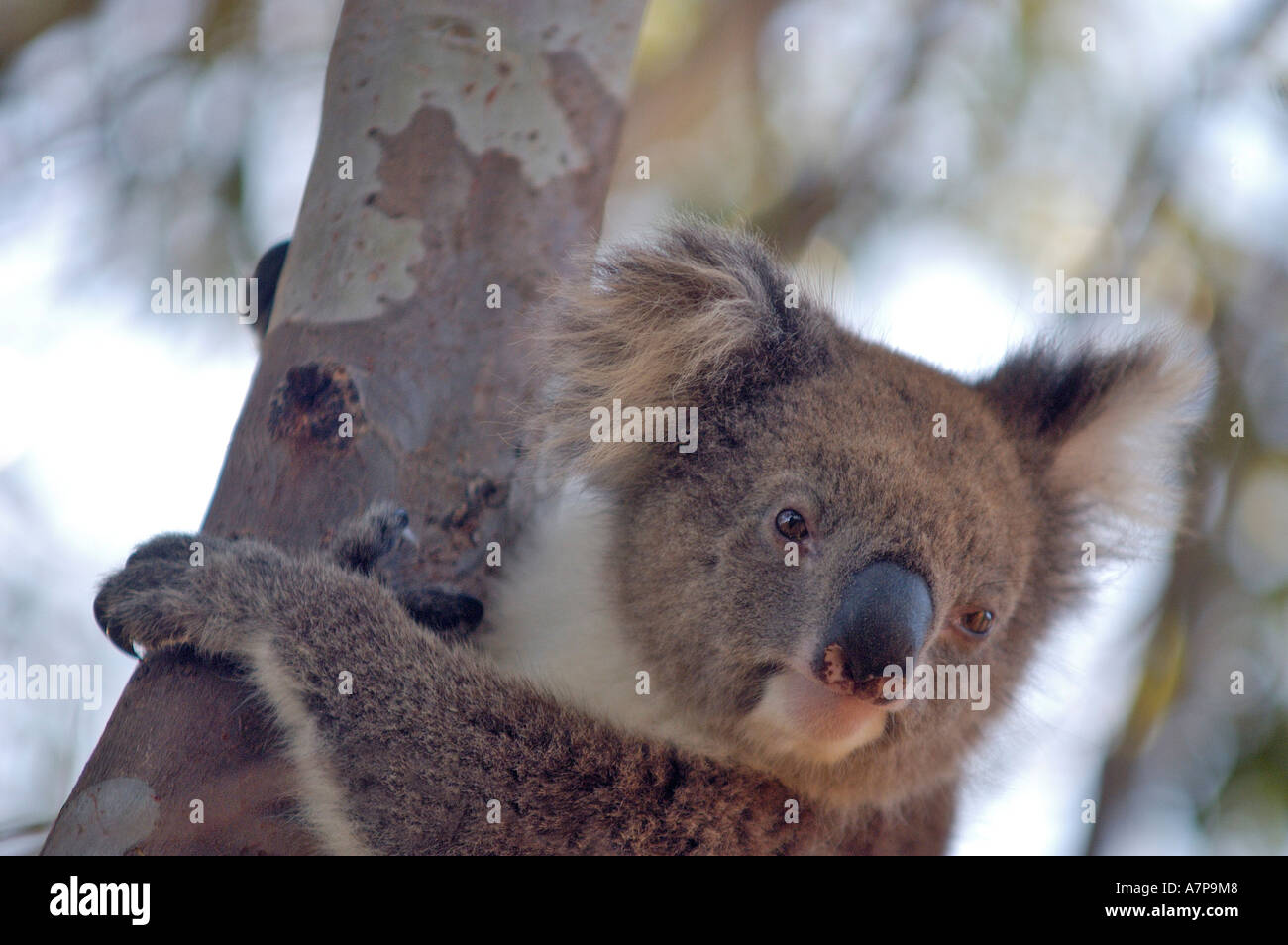 A coala near the Stokes Bay Kangaroo Island Australia Stock Photo