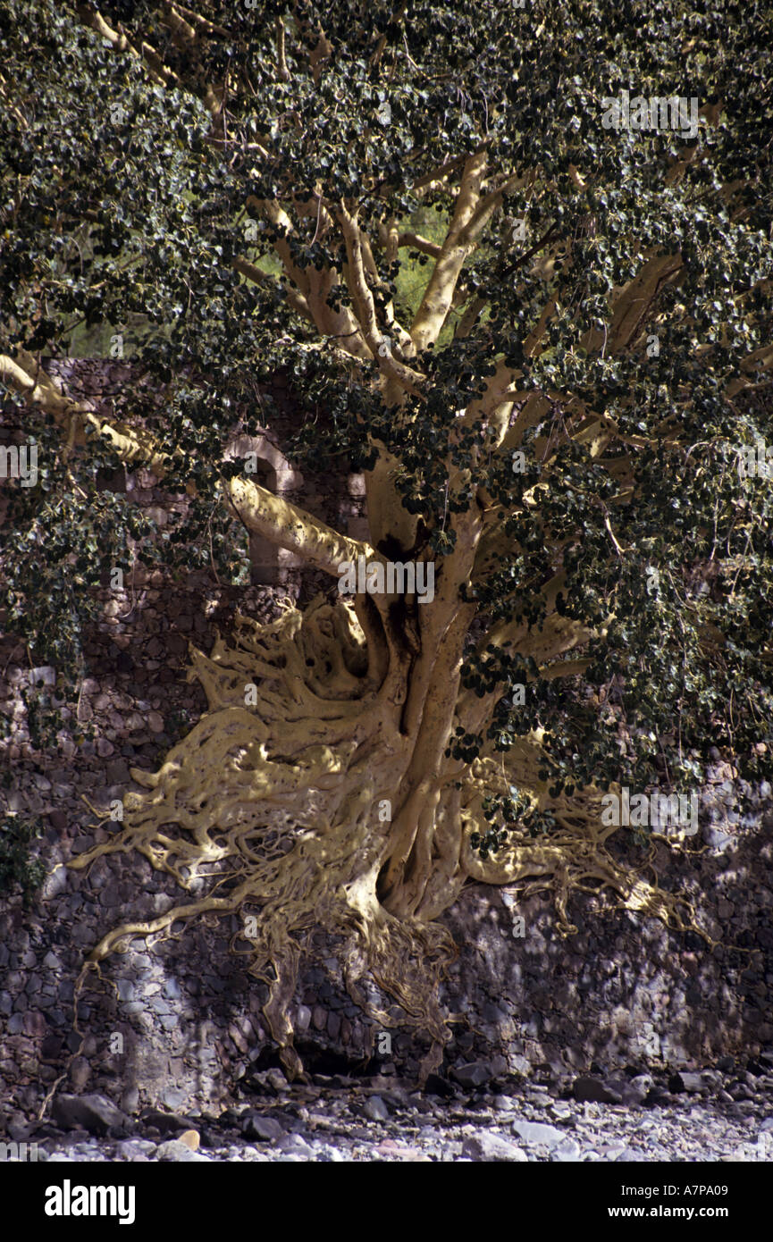Mexico Chihuahua State Batopilas In The Copper Canyon Apparent Roots Of A Tree Stock Photo