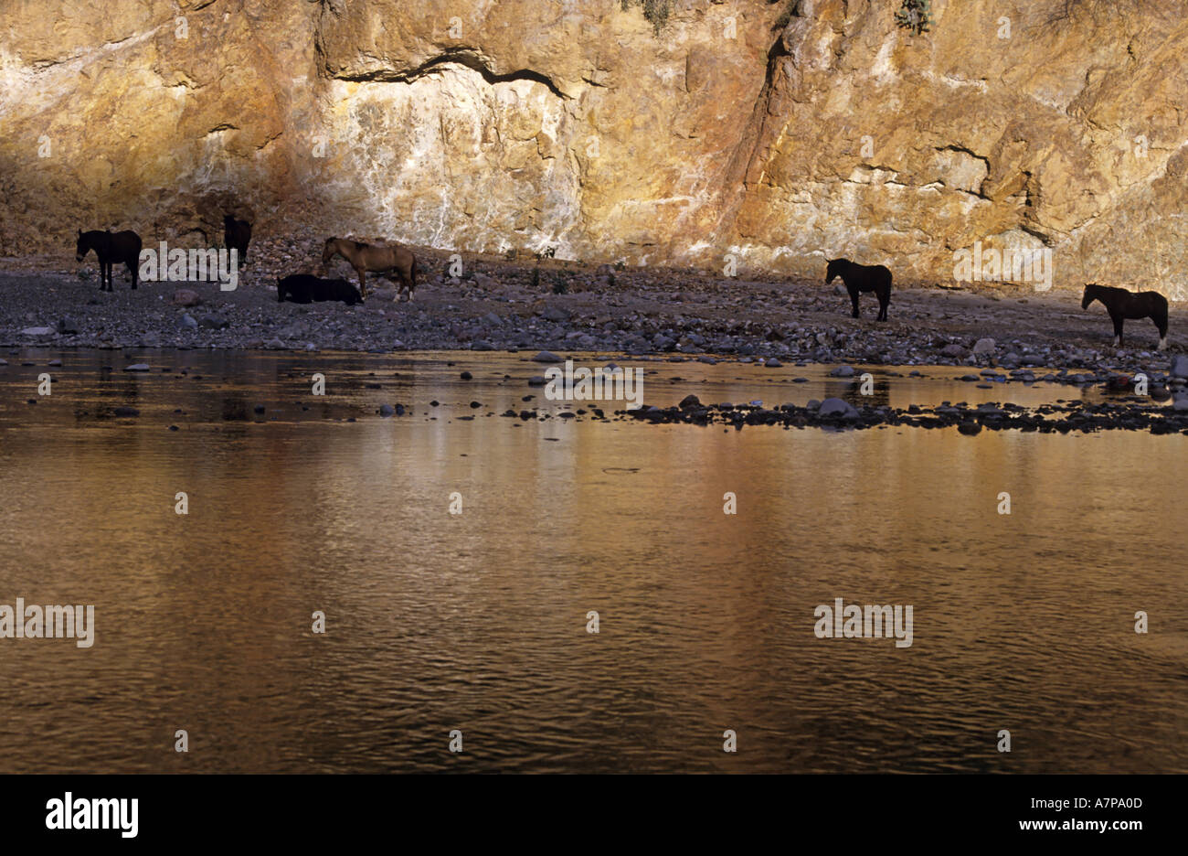 Mexico Chihuahua State Batopilas In The Copper Canyon Horses Resting Near A River At Sunset Stock Photo