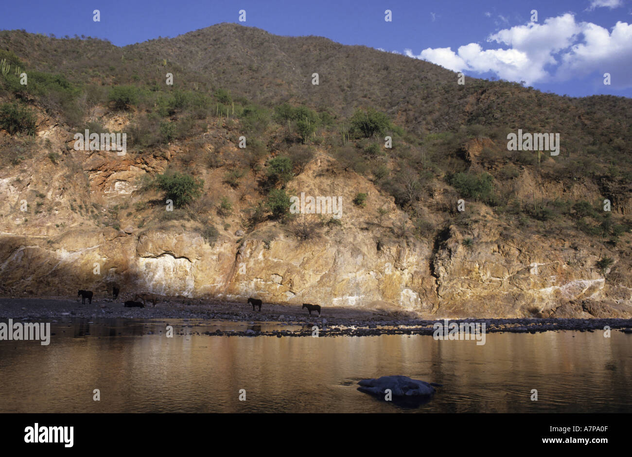 Mexico Chihuahua State Batopilas In The Copper Canyon Horses Resting Near A River At Sunset Stock Photo