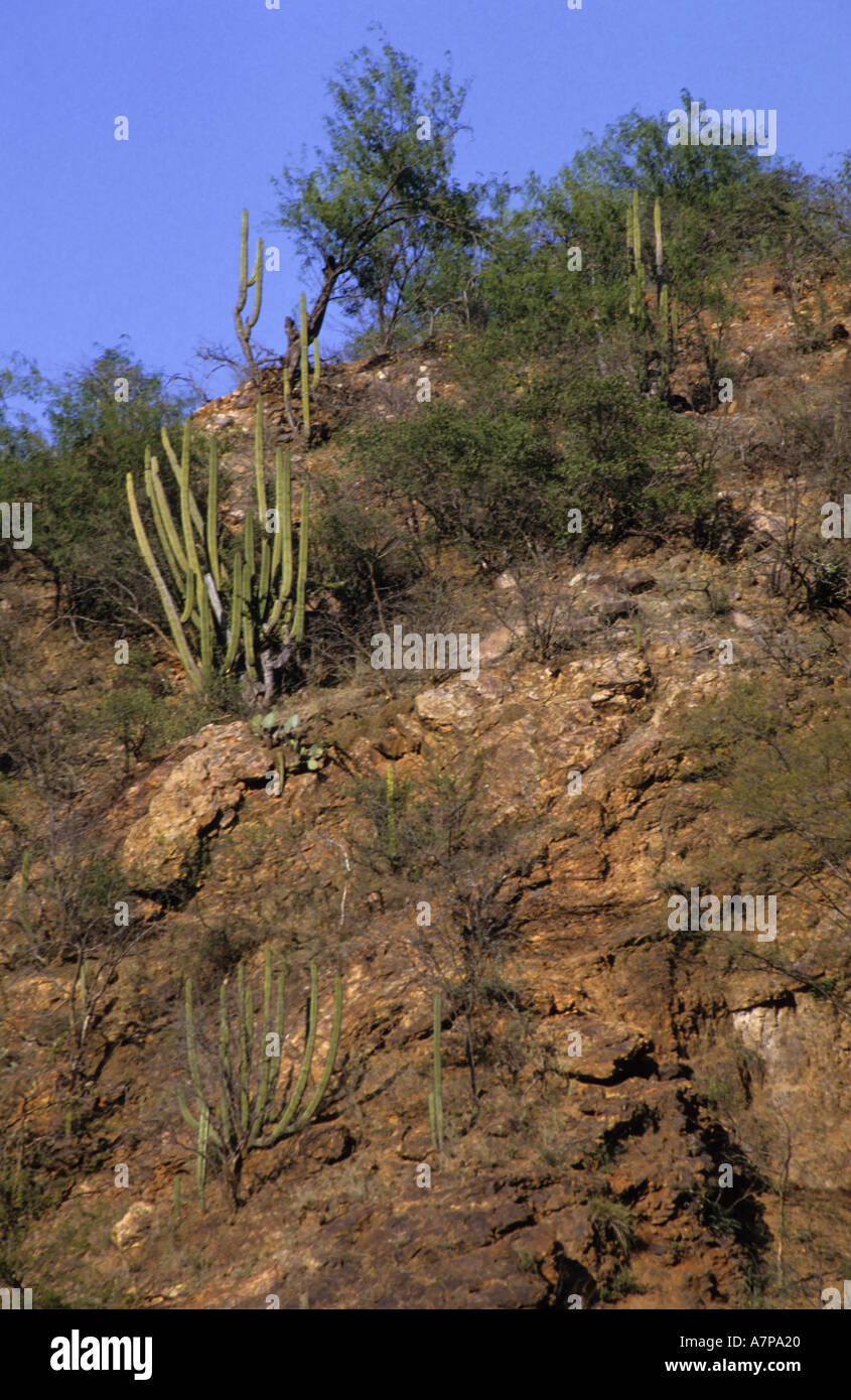 Mexico Chihuahua State Cactus In The Copper Canyon Near Batopilas Stock Photo