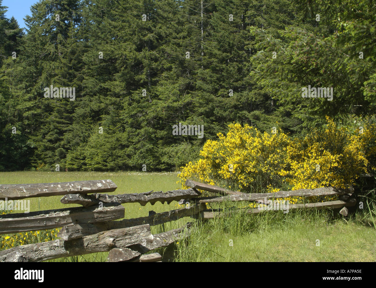 Rugged fence and Scotch Broom Cytisus scoparius Rathtrevor Beach