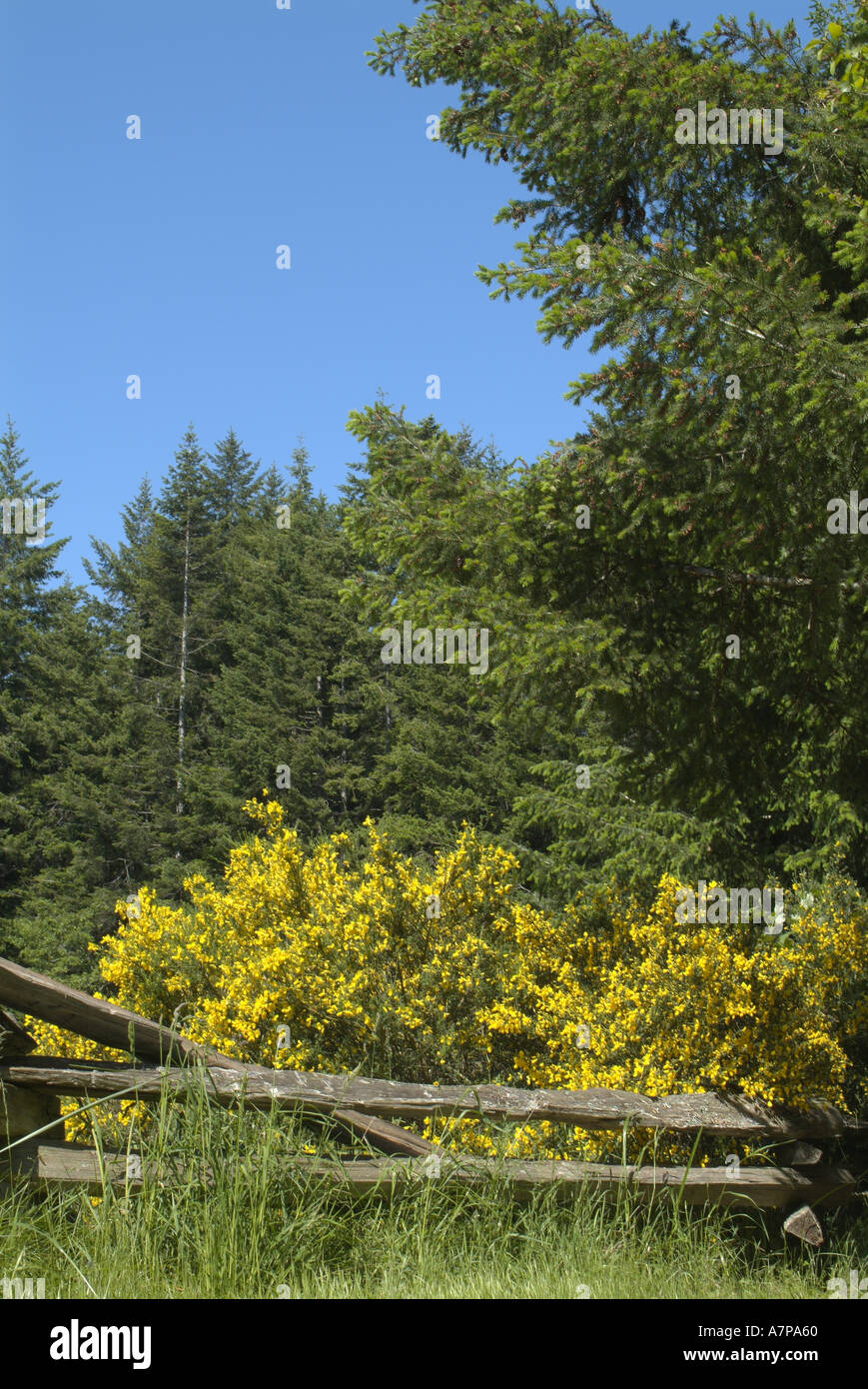 Rugged fence and Scotch Broom Cytisus scoparius Rathtrevor Beach