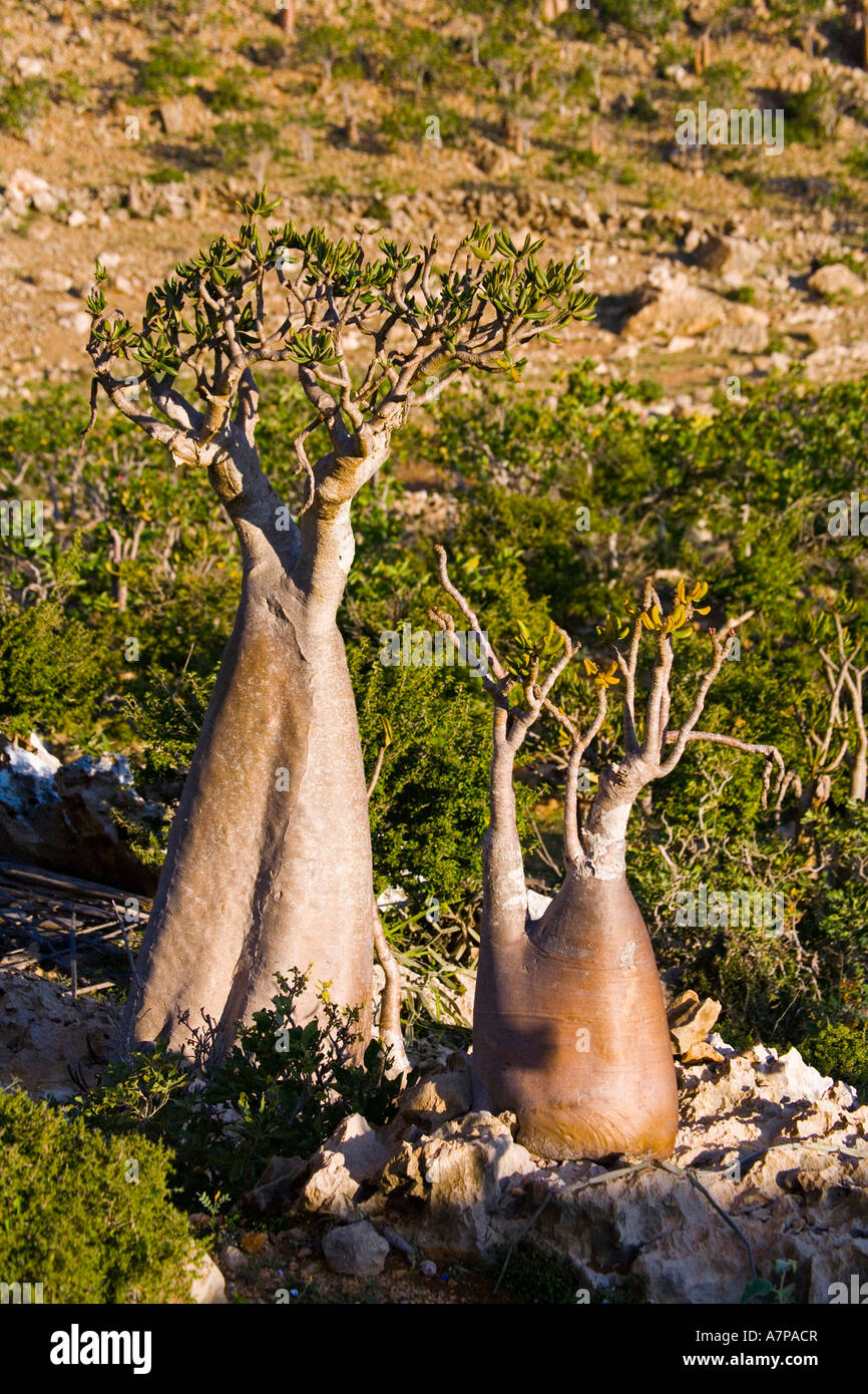Bottle tree, Homil Plateau, Socotra Island, Yemen Stock Photo Alamy