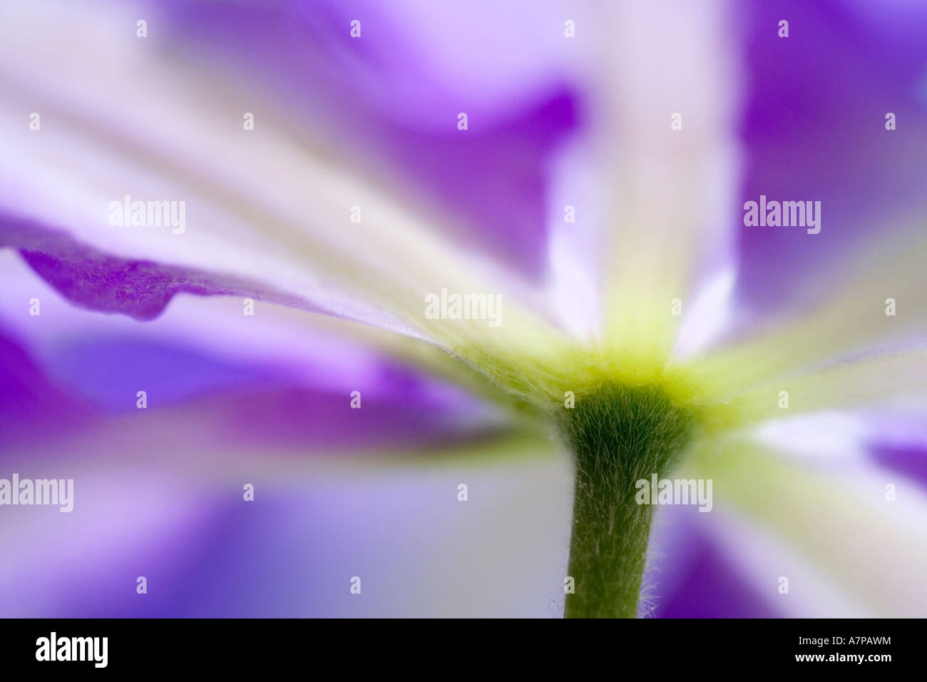 Fine Art Floral Abstract of a purple clematis flower Stock Photo